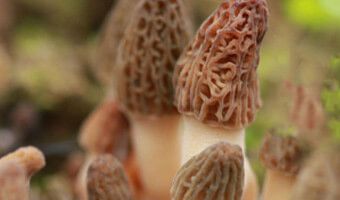 種植羊肚菌需要注意的地方有哪些？